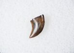 Raptor (Acheroraptor) Tooth - Montana #16041-1